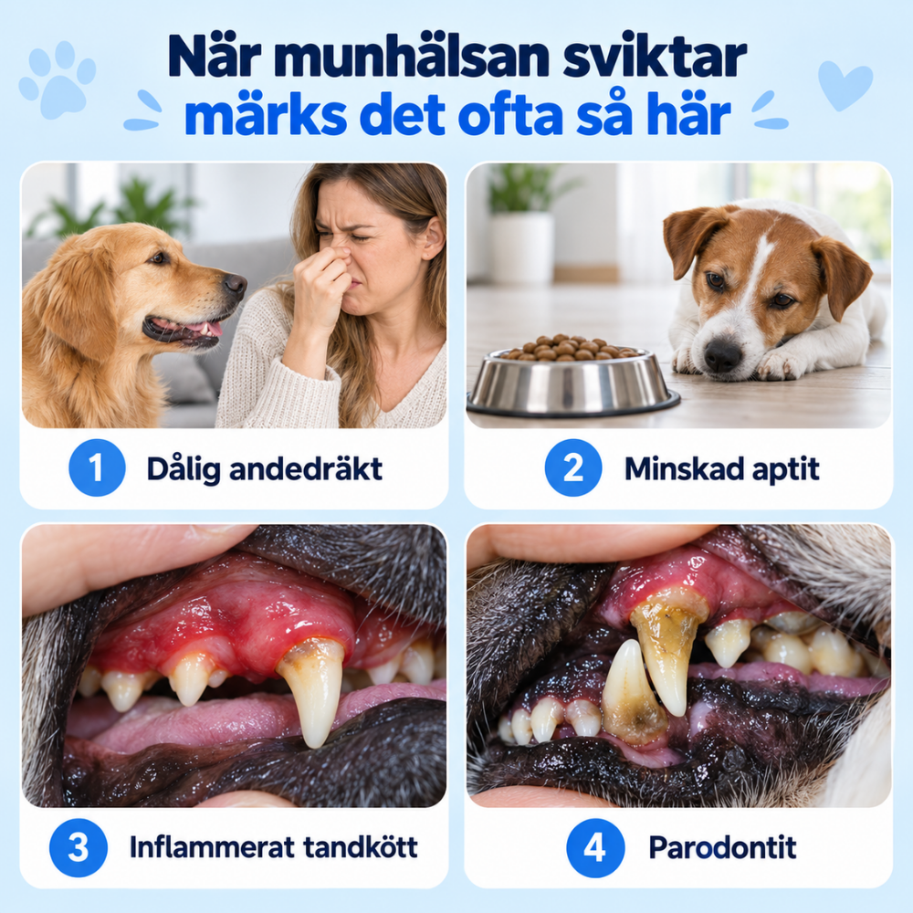 Clinevo Pet Pro™ | Tandrengörare för hundar